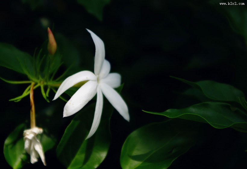 洁白的茉莉花图片
