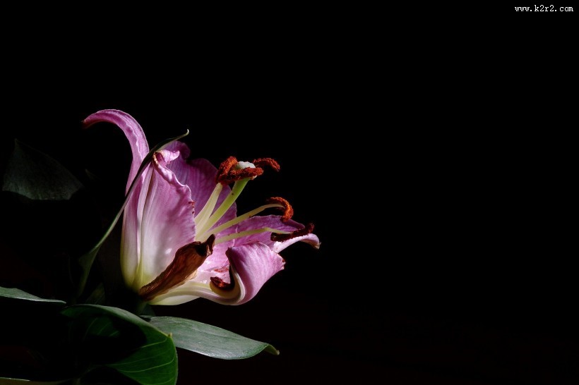 黑色背景下的百合花图片