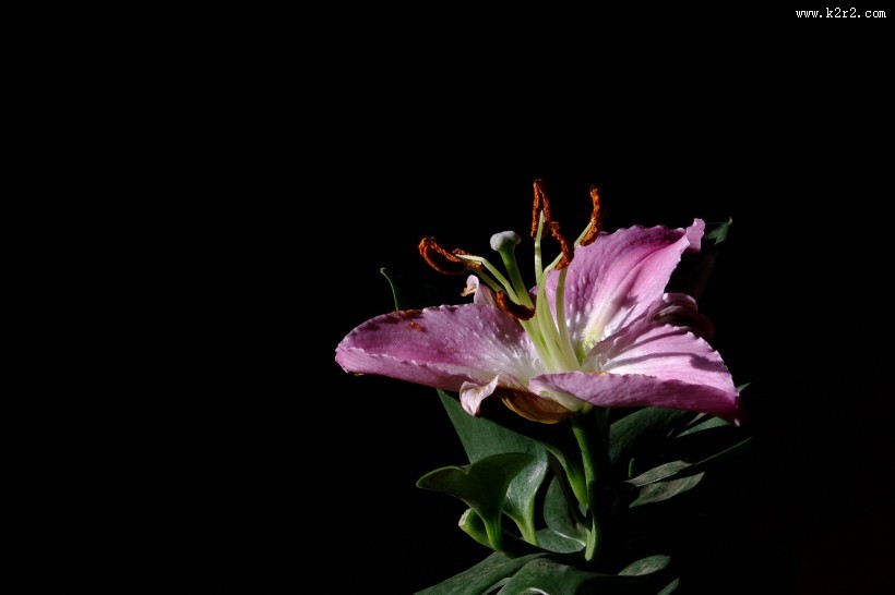 黑色背景下的百合花图片