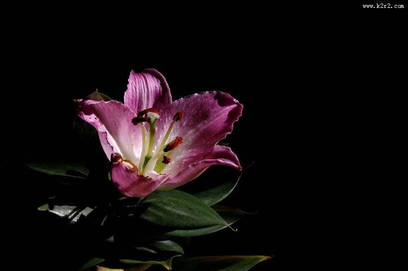 黑色背景下的百合花图片