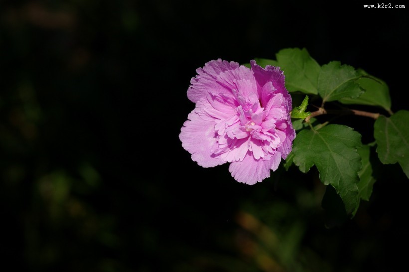 木槿花图片大全