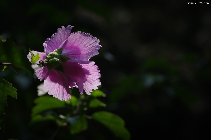 木槿花图片大全