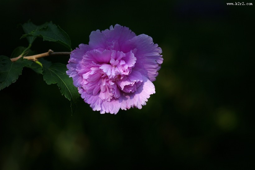 木槿花图片大全