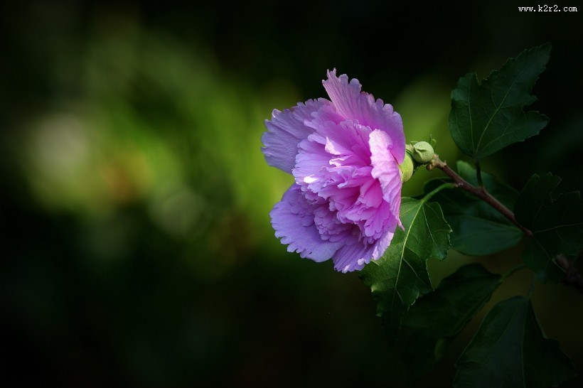 木槿花图片大全