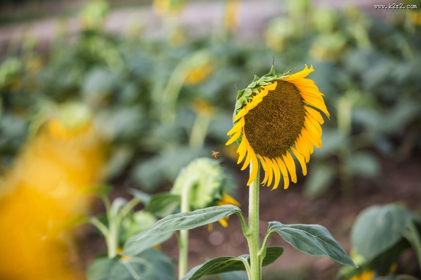 向日葵图片大全