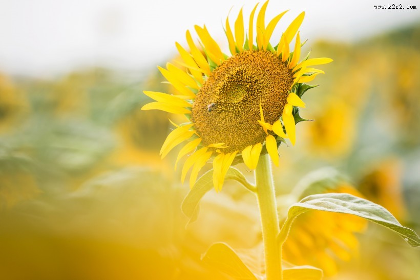 向日葵图片大全