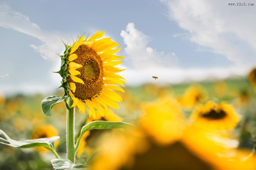 向日葵图片大全