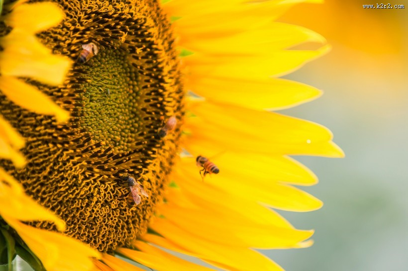 向日葵图片大全