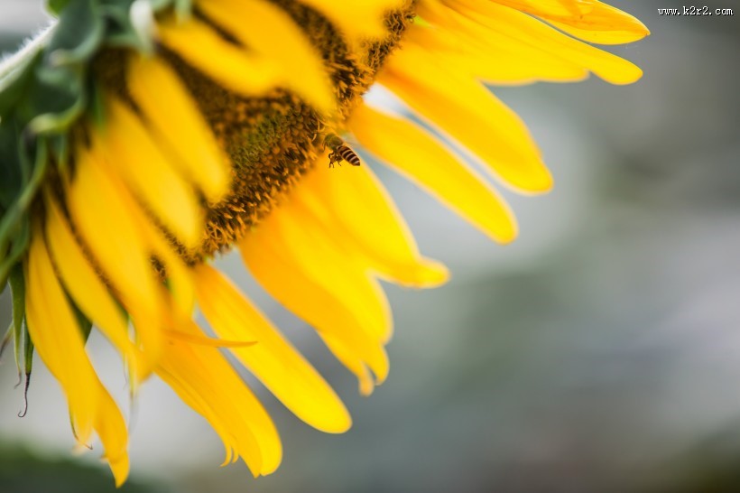 向日葵图片大全