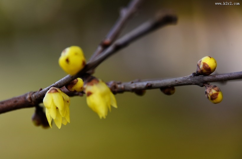 腊梅图片大全