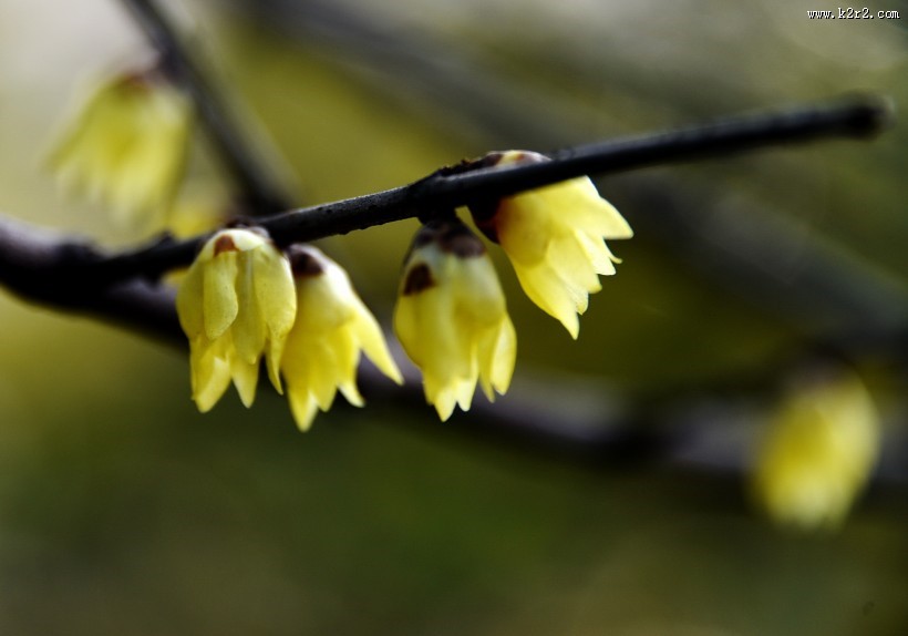 腊梅图片大全