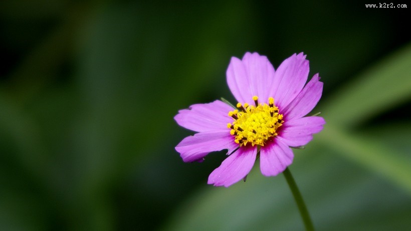 格桑花图片大全