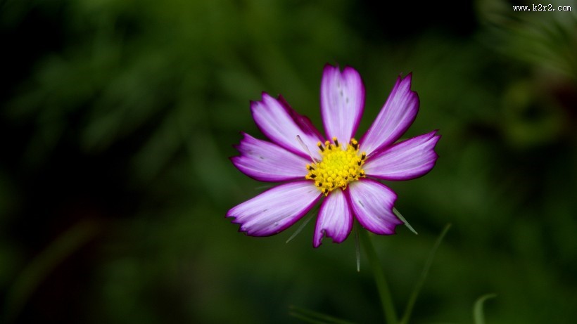 格桑花图片大全