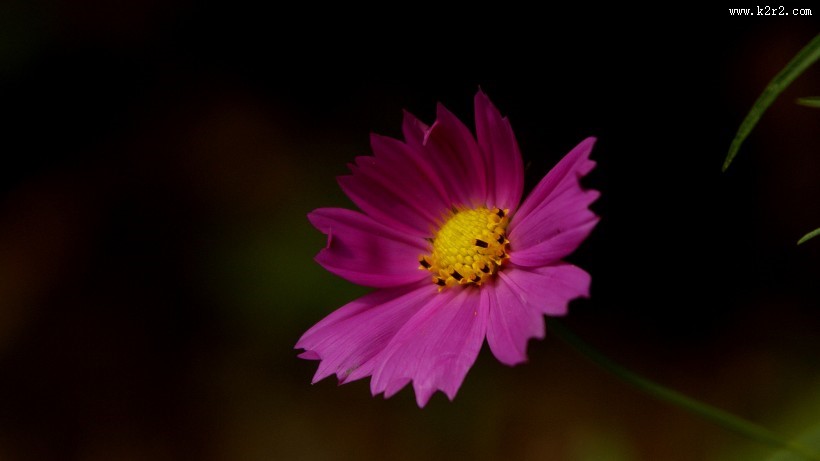 格桑花图片大全