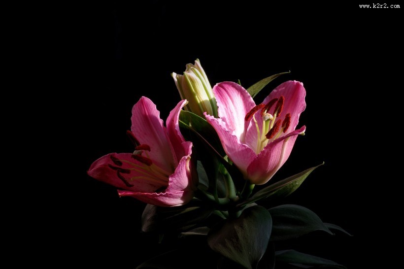 粉色百合花图片