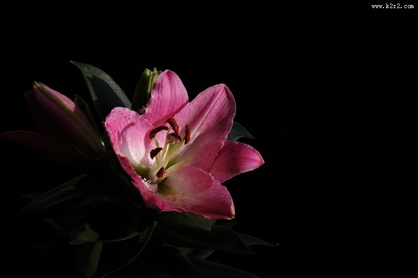 粉色百合花图片