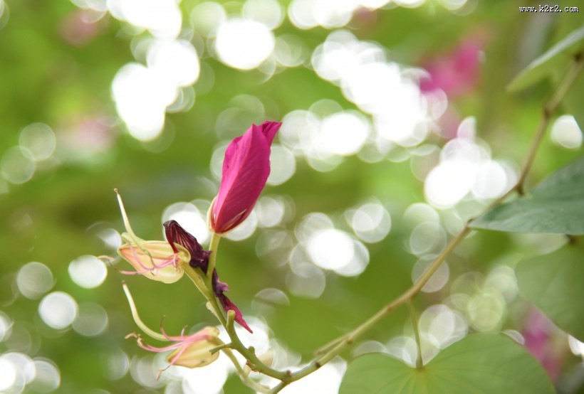 光影紫荆花图片大全