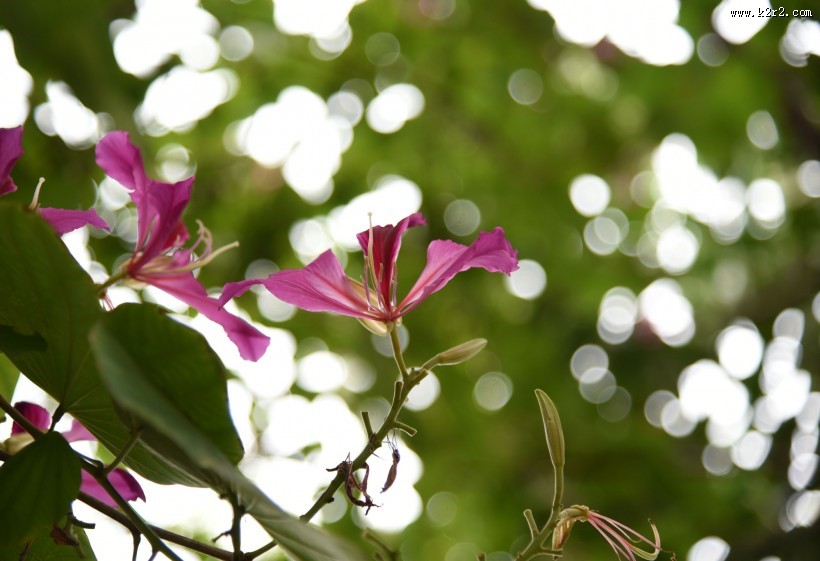 光影紫荆花图片大全