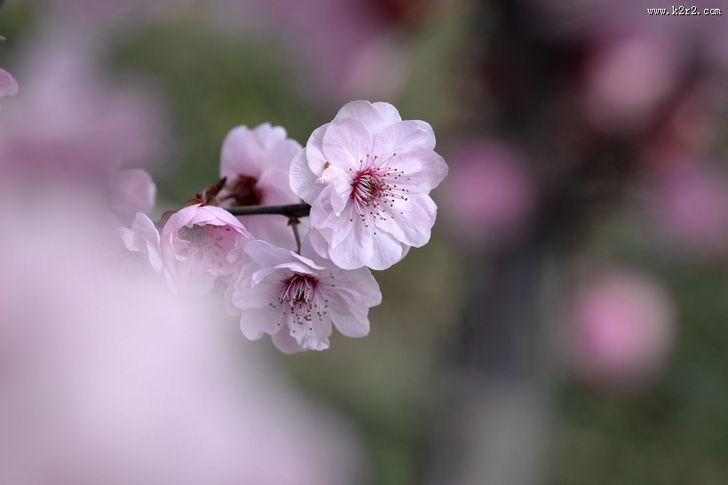 紫叶桃图片大全