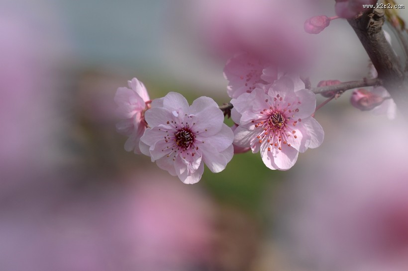 紫叶桃图片大全