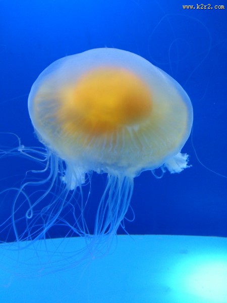 海洋中的水母图片大全