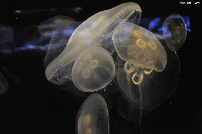 海洋中的水母图片大全