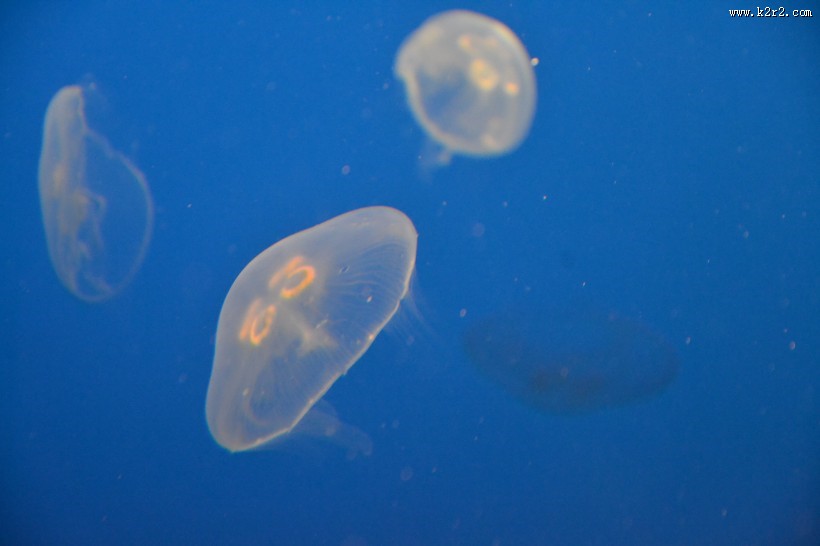 海洋中的水母图片大全