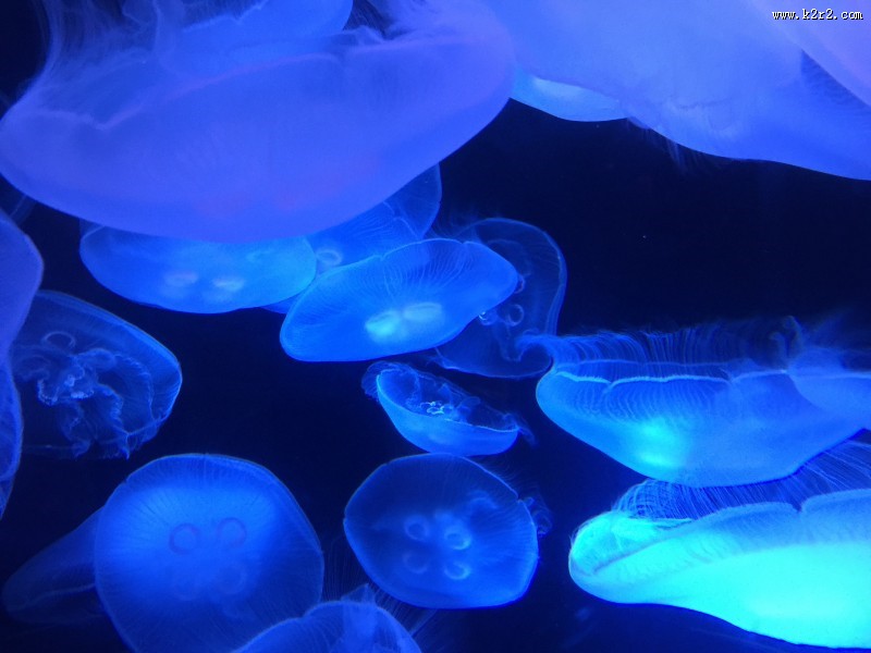 海洋中的水母图片大全