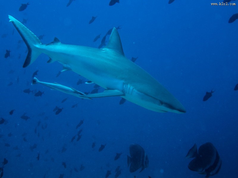 海洋中的鲨鱼图片