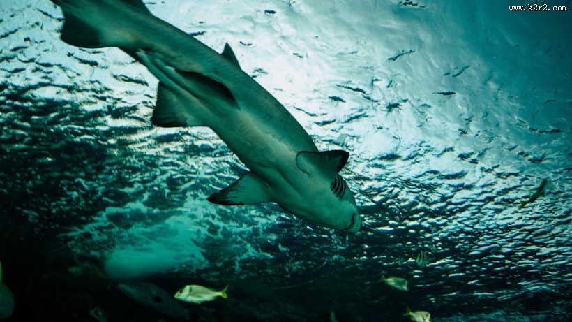 大海里的鲨鱼图片