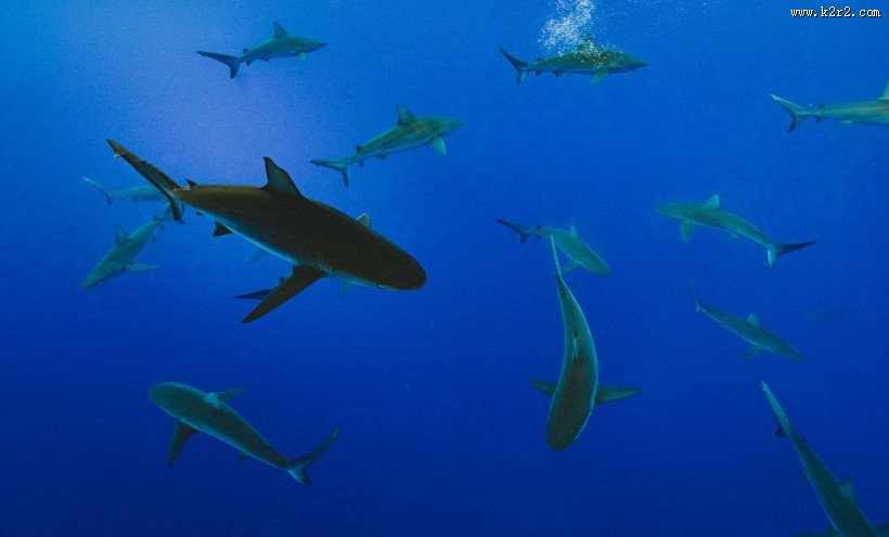 大海里的鲨鱼图片