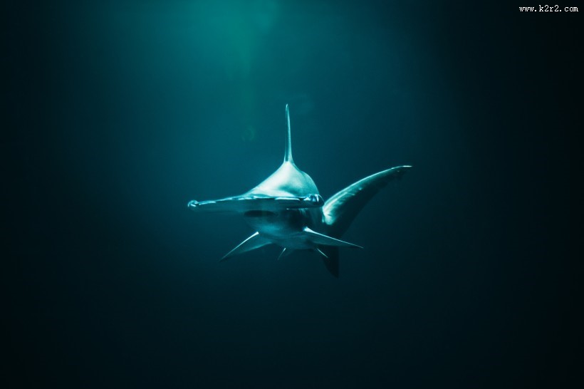 大海里的鲨鱼图片