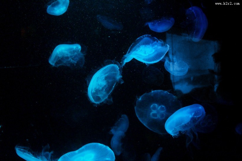 软绵绵的水母图片