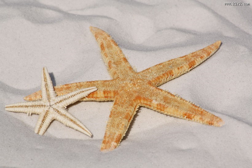 形态各异的海星图片