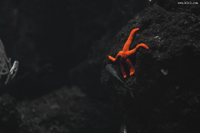 形态各异的海星图片