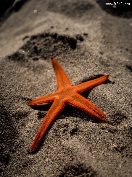 形态各异的海星图片