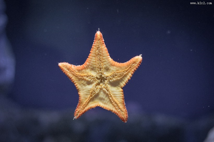 形态各异的海星图片