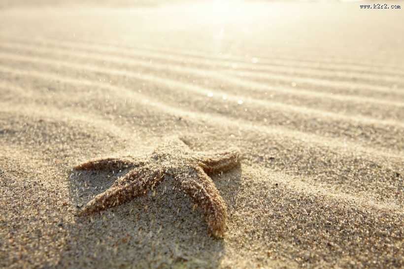 沙滩上的海星图片