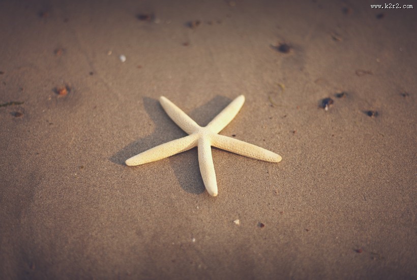沙滩上的海星图片
