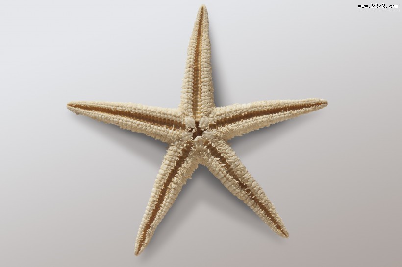 沙滩上的海星图片