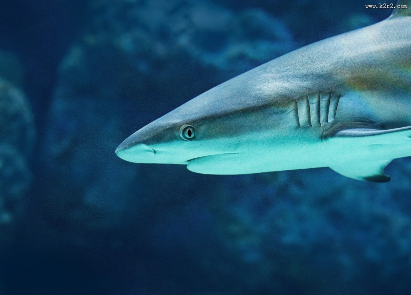 海洋中的鲨鱼图片