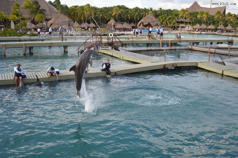 跃出水面的海豚图片