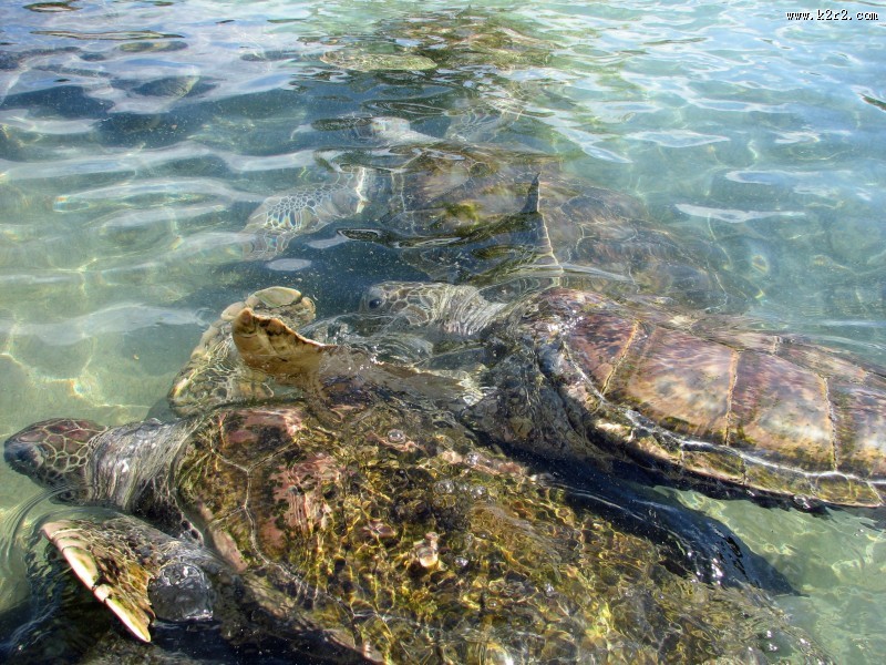 海洋里的海龟图片大全