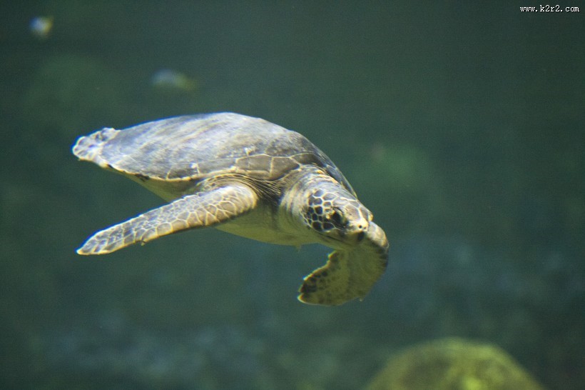 海洋里的海龟图片大全