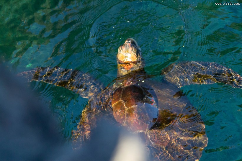 海洋里的海龟图片大全