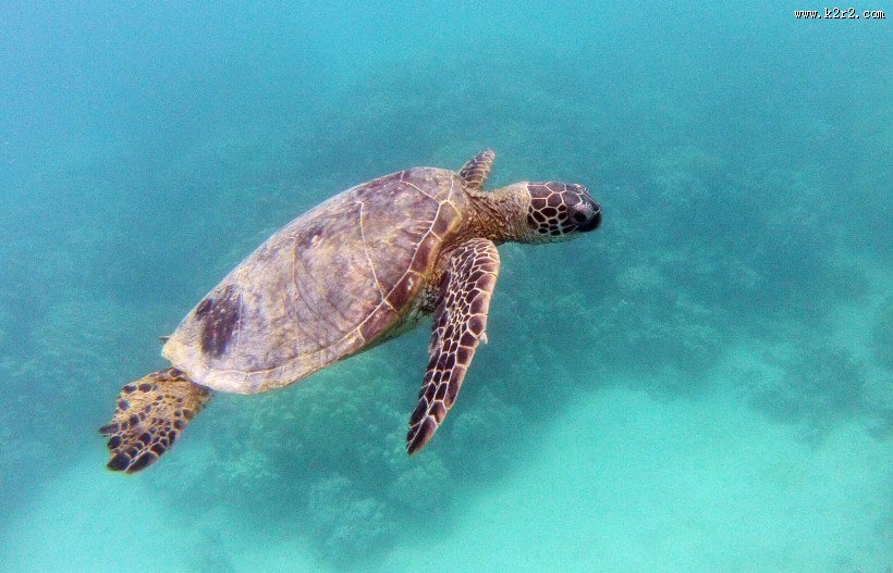 海洋里的海龟图片大全