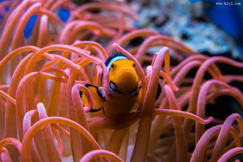 海洋中的小丑鱼图片