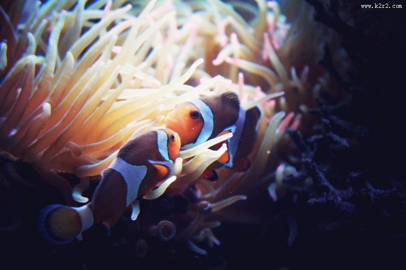 海洋中的小丑鱼图片