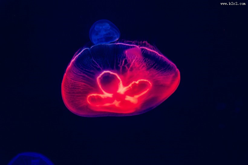 红色的水母图片