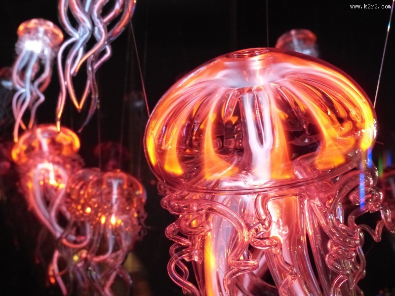 红色的水母图片